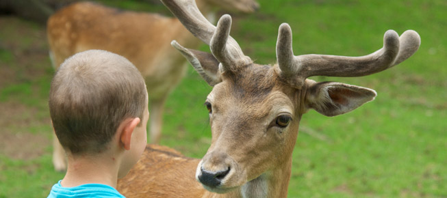 Un petit garçon qui rencontre Rodolphe! Source: http://www.noel.qc.ca/