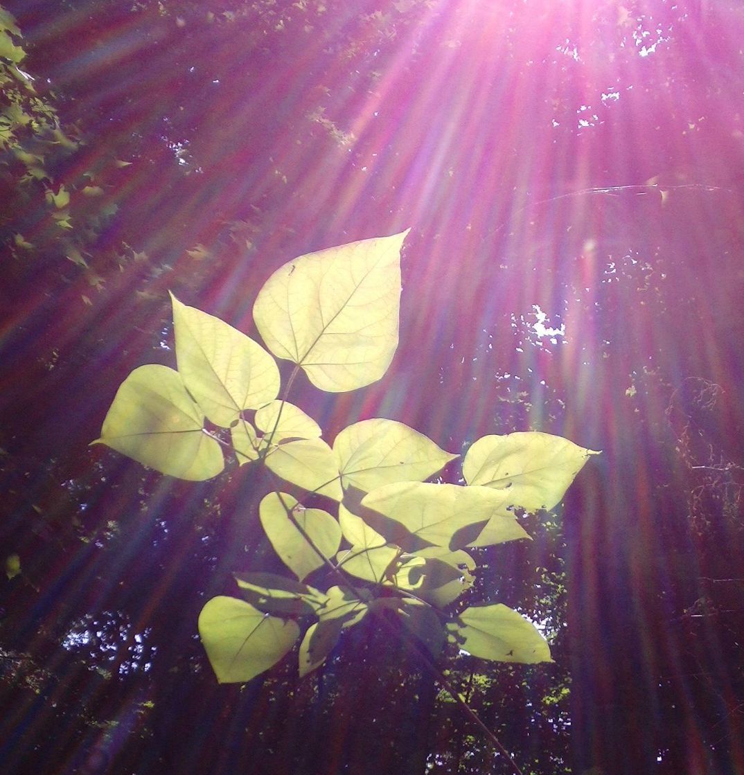 pensées-positives1-m