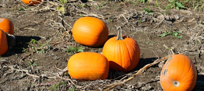Centre d'interprétation de la courge