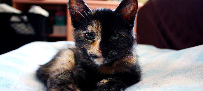 mnm_2015_attitude_animaux_A_01a