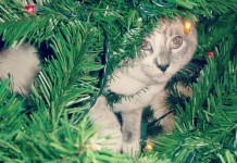 Un beau cadeau de Noël pour votre chat