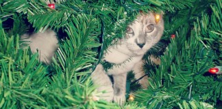 Un beau cadeau de Noël pour votre chat