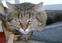 Des trucs pour convaincre un minet rebelle d’utiliser sa litière