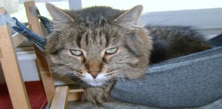 Des trucs pour convaincre un minet rebelle d’utiliser sa litière