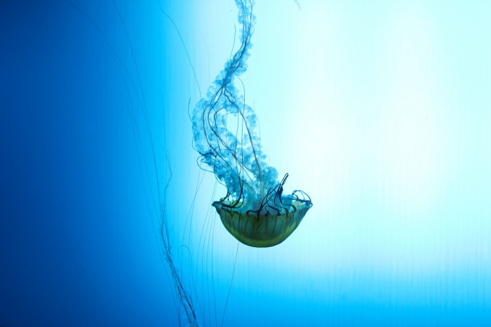 aqu_120213_0141-3mod