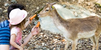 Activité en famille : Visite du Parc Oméga