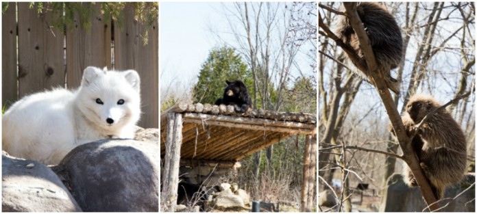 ecomuseum-zoo-montreal