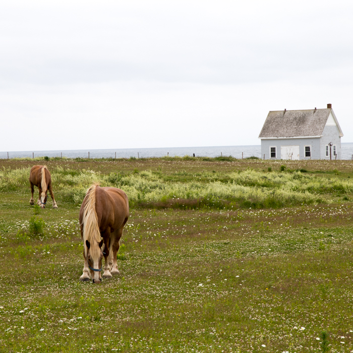 paysage ile du prince edouard