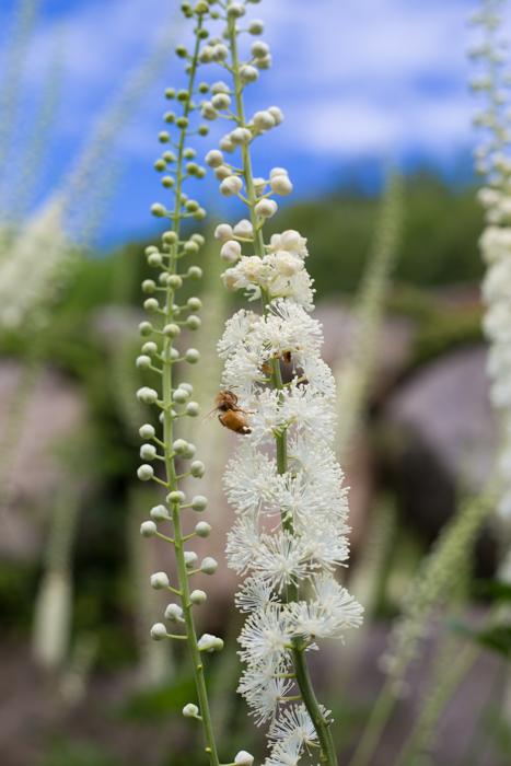 actée noire Clef des champs