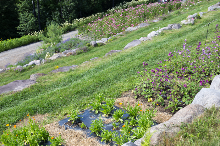 fleurs Clef des champs