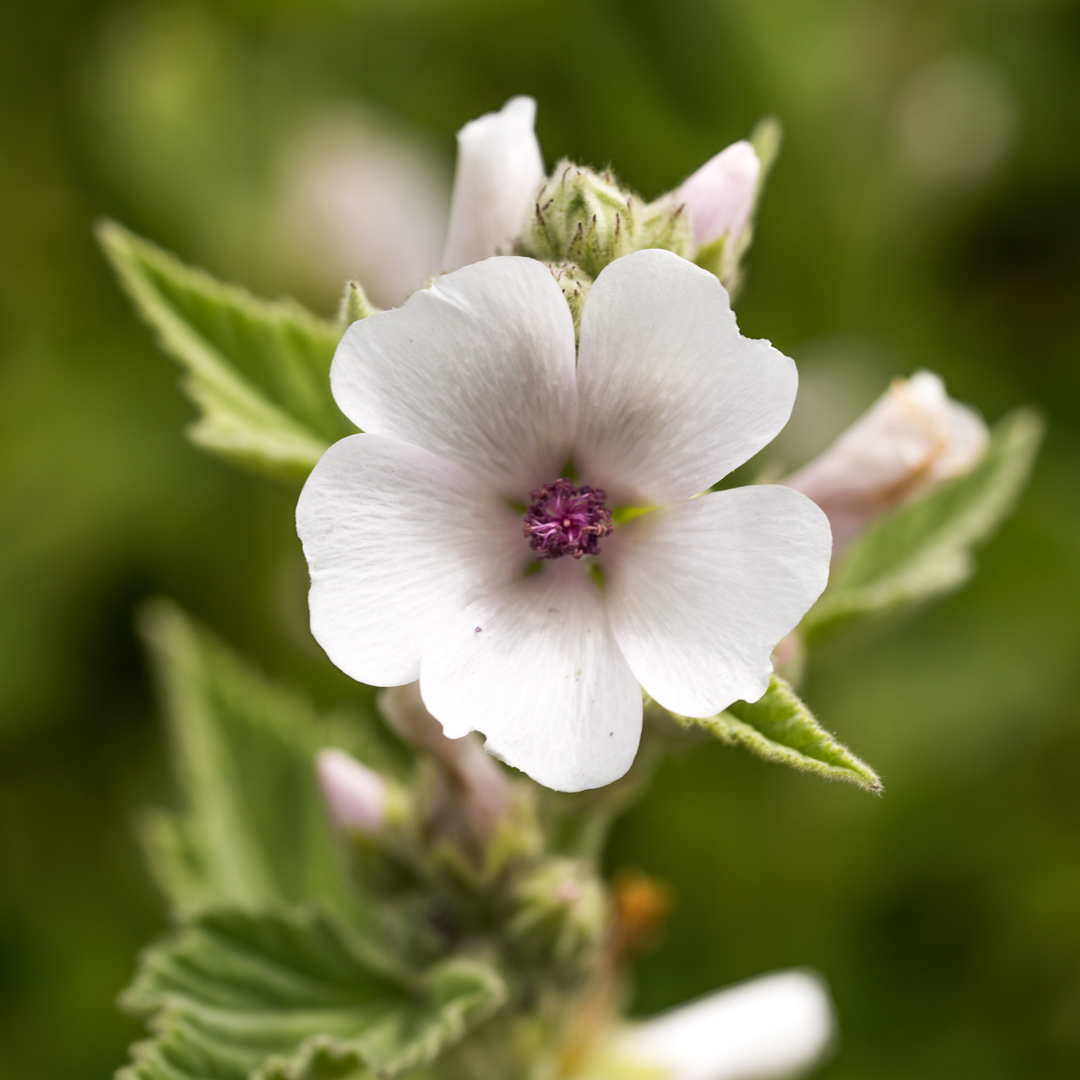 fleur Clef des champs