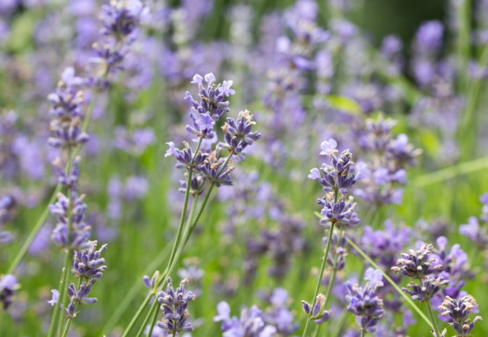 lavande Clef des champs