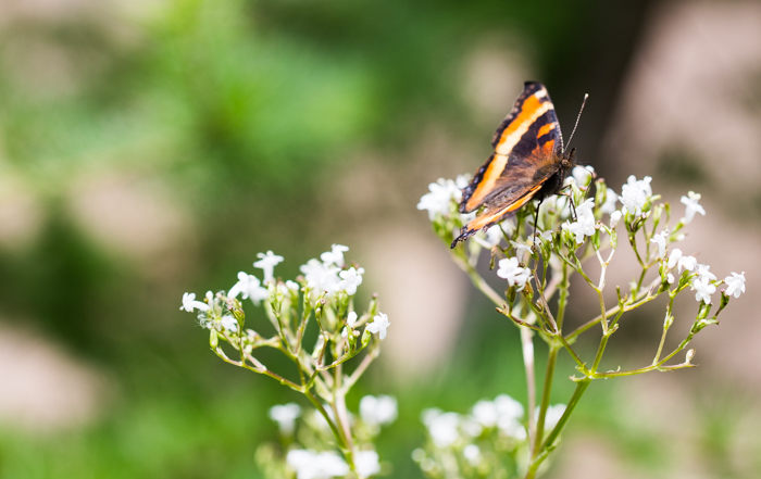 fleurs papillon Clef des champs