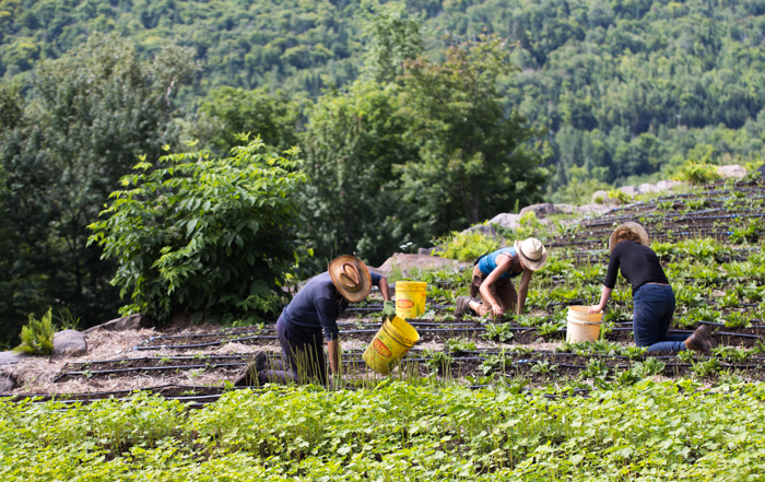 travailleurs champs Clef des champs