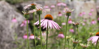 Visite à la Clef des champs de Val-David Clef des champs