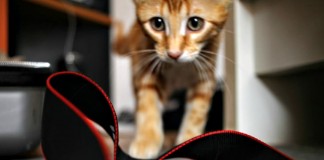 J’aime les chats, mais…