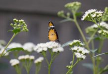 Papillons en liberté: l’exposition à voir en famille