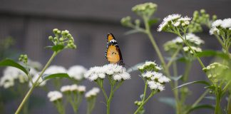 Papillons en liberté: l’exposition à voir en famille