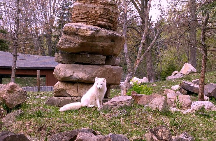 À faire en famille: redécouvrir notre Québec au Zoo Ecomuseum