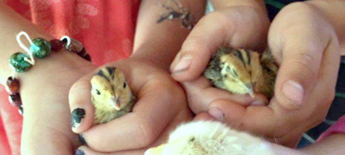 cyclem cycles de vie