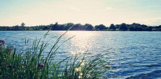 La vie de rêve vie de rêve